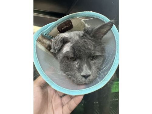 破獲非法繁殖救援34隻緬因貓，桃園強力守護動物福祉、推動友善飼養環境